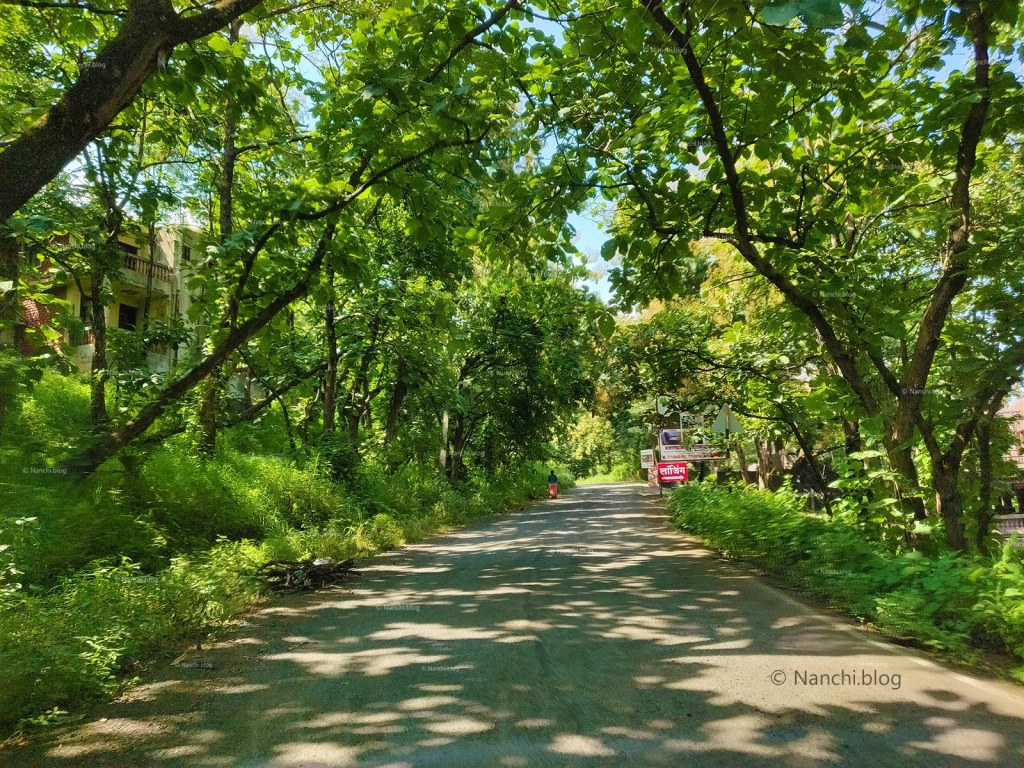 Beautiful shaded road towards Sinhagad Fort, Pune