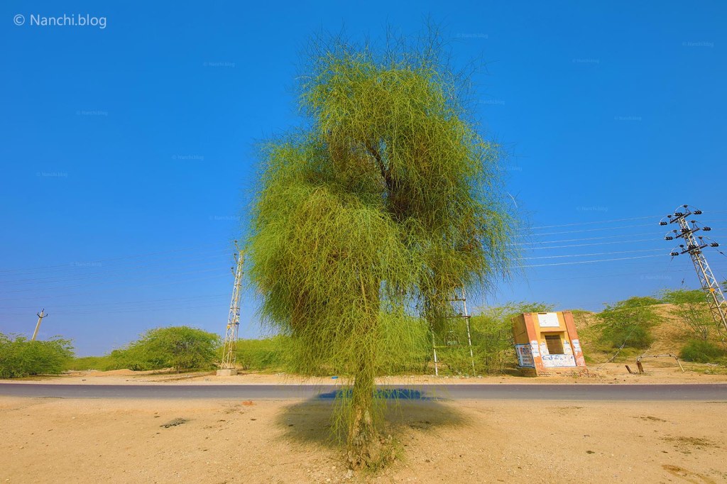 Tree outside The Royal Cenotaphs, Bikaner