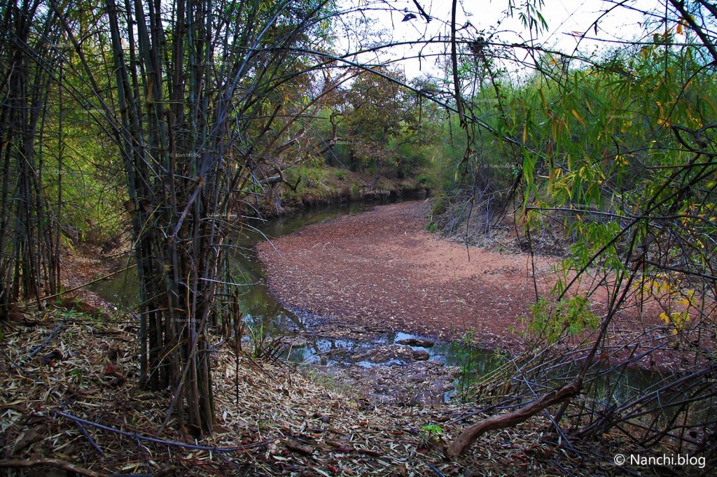 Andhari River, Tadoba Andhari Tiger Reserve, Chandrapur, Maharashtra