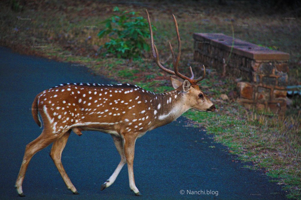 Chital, Male Spotted Deer, Tadoba Andhari Tiger Reserve, Chandrapur
