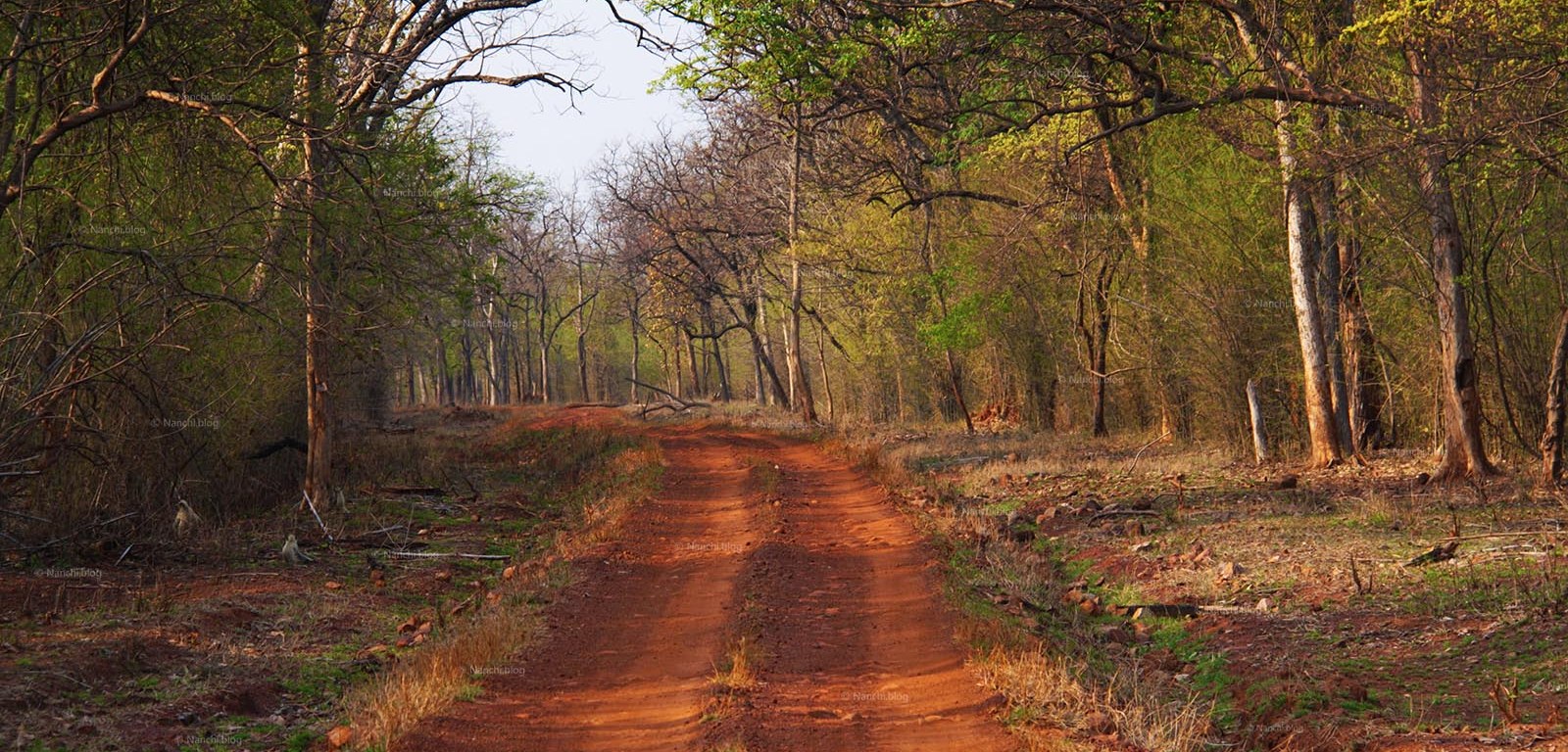 Evening Safari Path,Tadoba Andhari Tiger Reserve, Chandrapur