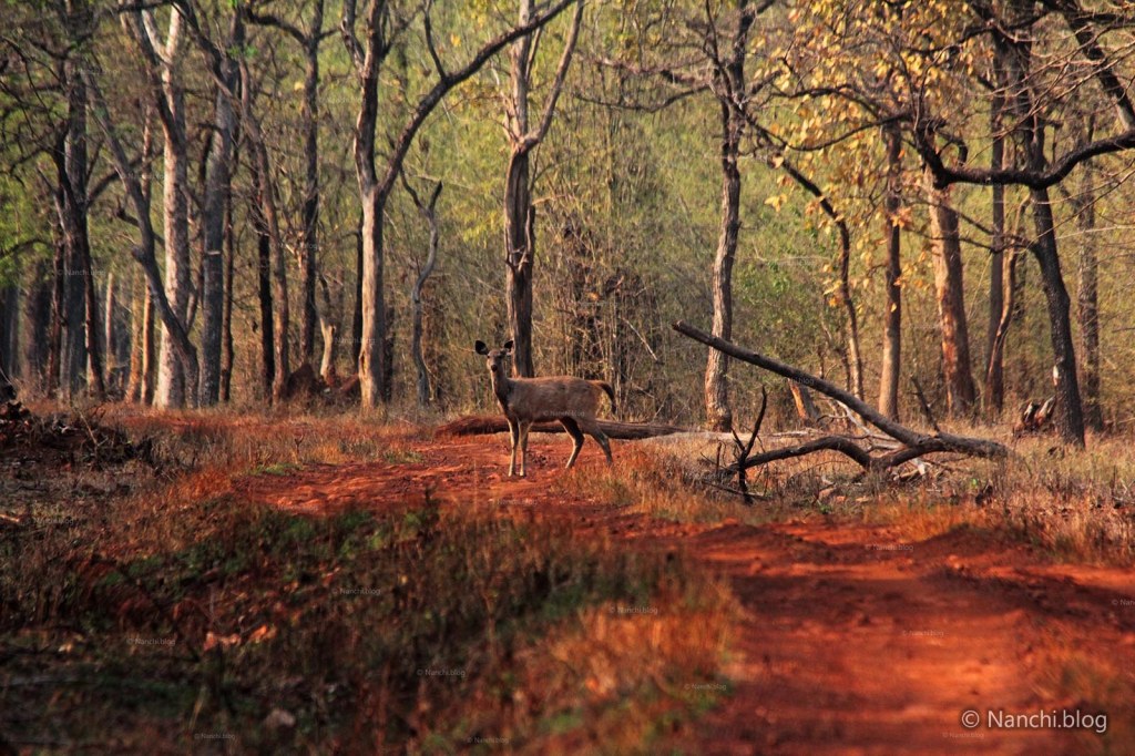 Female Sambar Deer sight, Tadoba Andhari Tiger Reserve, Chandrapur