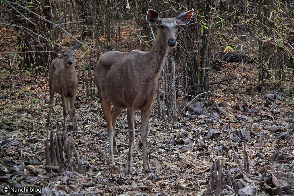 Female Sambar Deer, Tadoba Andhari Tiger Reserve, Chandrapur