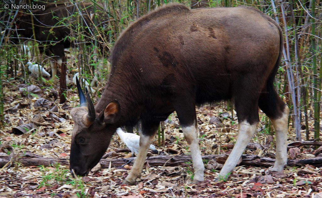 Indian Bison eating, Tadoba Andhari Tiger Reserve, Chandrapur, Maharashtra