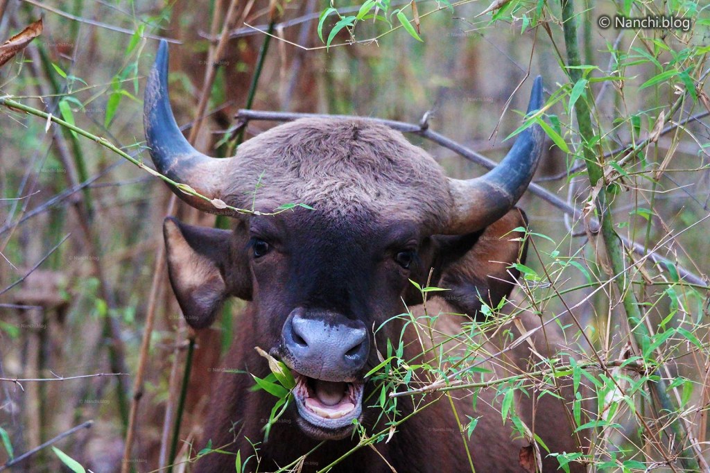 Indian Bison Face, Tadoba Andhari Tiger Reserve, Chandrapur, Maharashtra