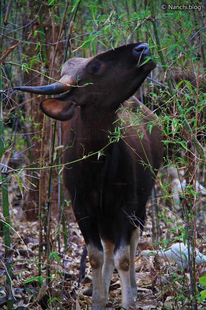 Indian Bison, Tadoba Andhari Tiger Reserve, Chandrapur, Maharashtra