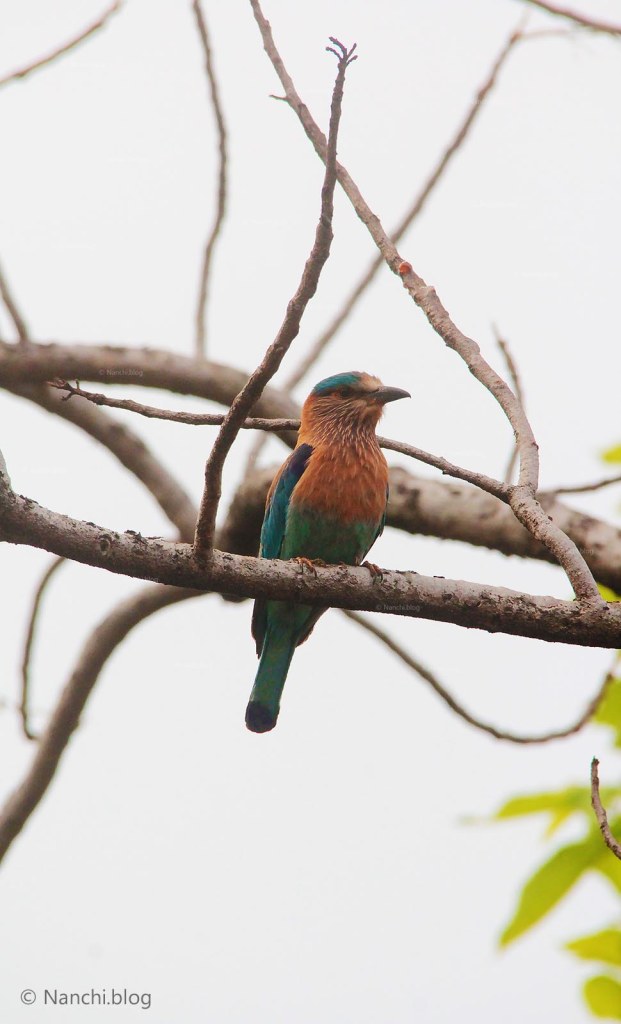 Indian Roller, Tadoba Andhari Tiger Reserve, Chandrapur, Maharashtra