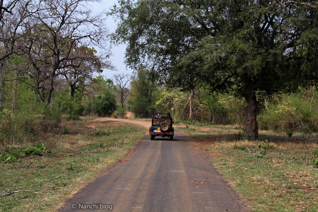 Jeep Safari, Tadoba Andhari Tiger Reserve, Chandrapur