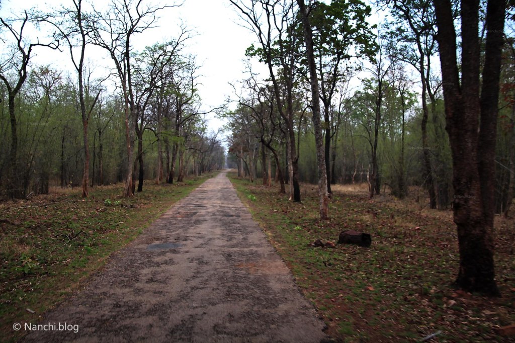 Jungle Path, Tadoba Andhari Tiger Reserve, Chandrapur, Maharashtra