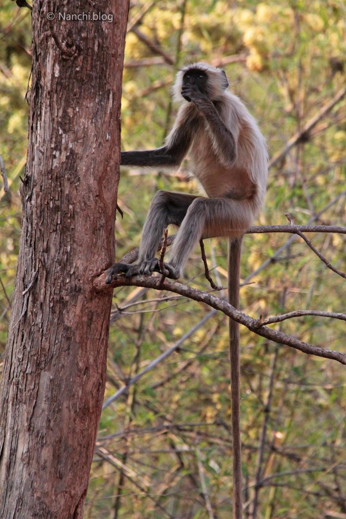 Langur sitting on the tree, Tadoba Andhari Tiger Reserve, Chandrapur