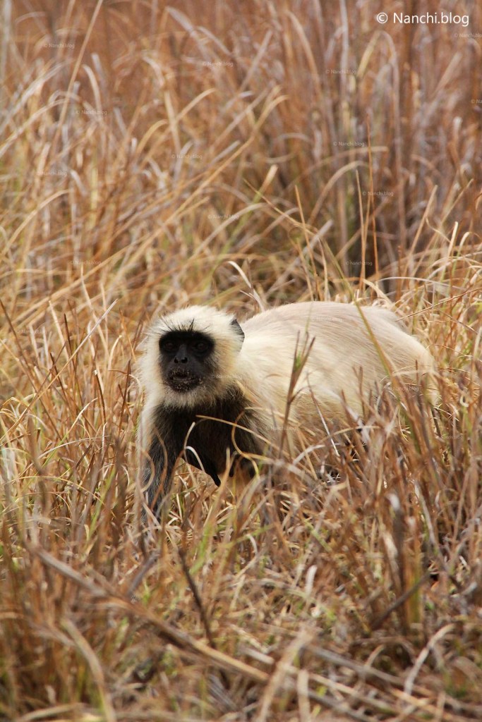 Langur, Tadoba Andhari Tiger Reserve, Chandrapur, Maharashtra