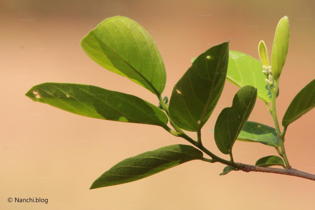 Leaves, Tadoba Andhari Tiger Reserve, Chandrapur, Maharashtra