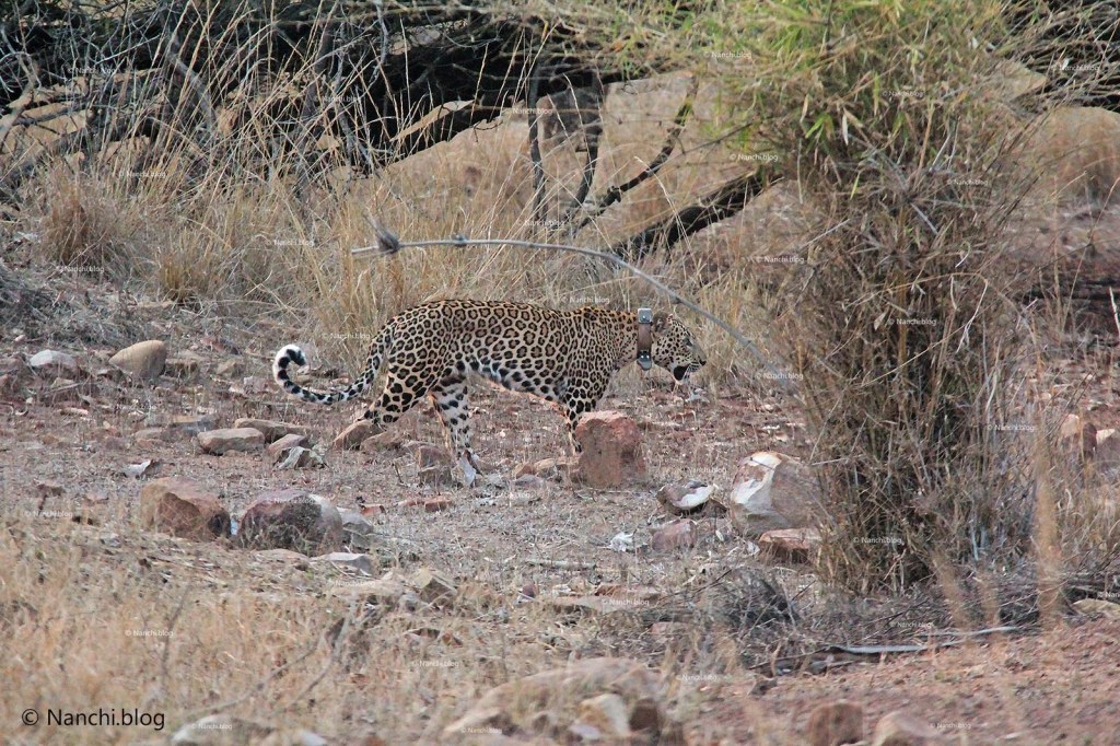 Leopard Sight, Tadoba Andhari Tiger Reserve, Chandrapur
