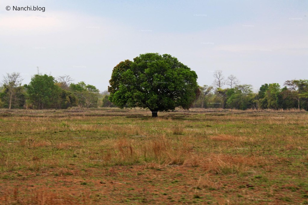Lone Tree, Tadoba Andhari Tiger Reserve, Chandrapur, Maharashtra