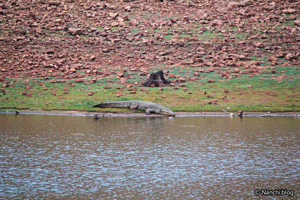 Marsh Crocodile, Tadoba Andhari Tiger Reserve, Chandrapur, Maharashtra