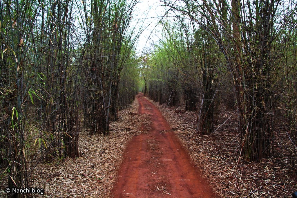 Path, Tadoba Andhari Tiger Reserve, Chandrapur, Maharashtra