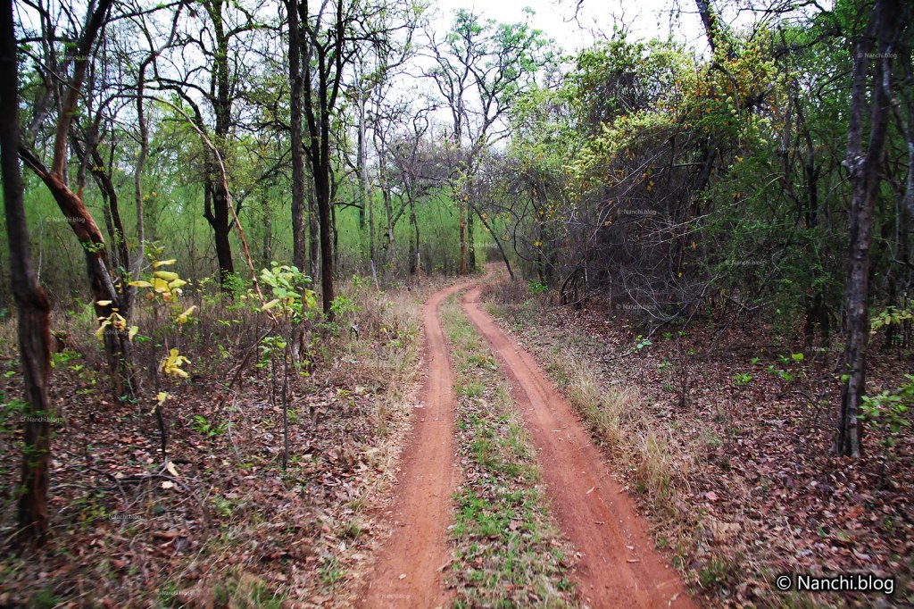 Safari Path, Tadoba Andhari Tiger Reserve, Chandrapur, Maharashtra