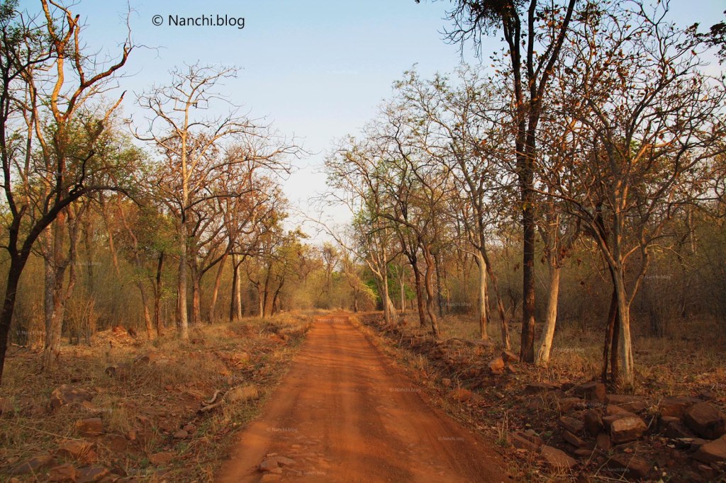 Safari Route, Tadoba Andhari Tiger Reserve, Chandrapur, Maharashtra
