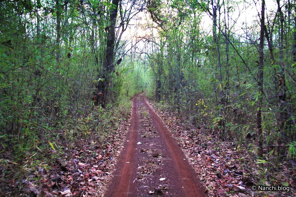 Safari Tracks, Tadoba Andhari Tiger Reserve, Chandrapur, Maharashtra