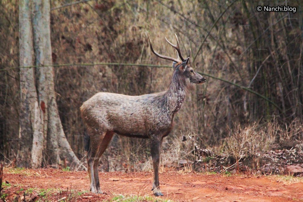 Sambar Deer, Tadoba Andhari Tiger Reserve, Chandrapur, Maharashtra
