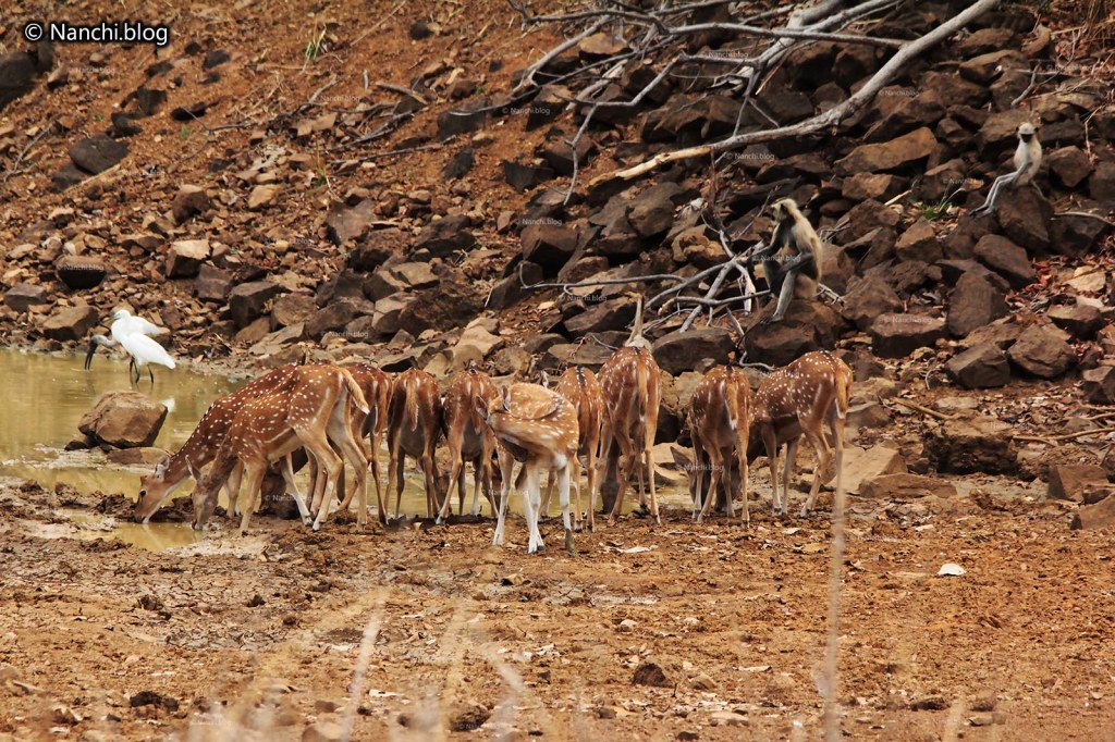 Spotted Deer drinking water, Tadoba Andhari Tiger Reserve, Chandrapur, Maharashtra