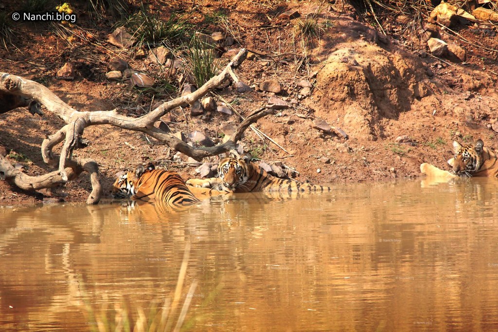 Tiger Cubs, Tadoba Andhari Tiger Reserve, Chandrapur, Maharashtra
