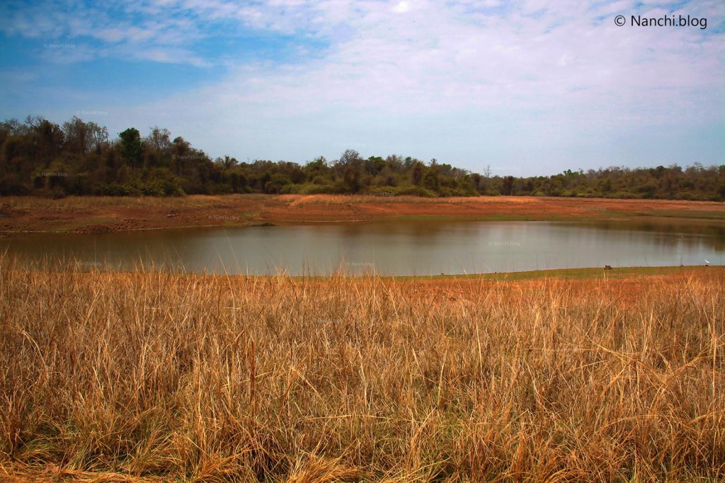 Water Body, Tadoba Andhari Tiger Reserve, Chandrapur, Maharashtra