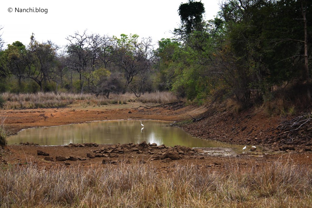 Water Pond, Tadoba Andhari Tiger Reserve, Chandrapur, Maharashtra