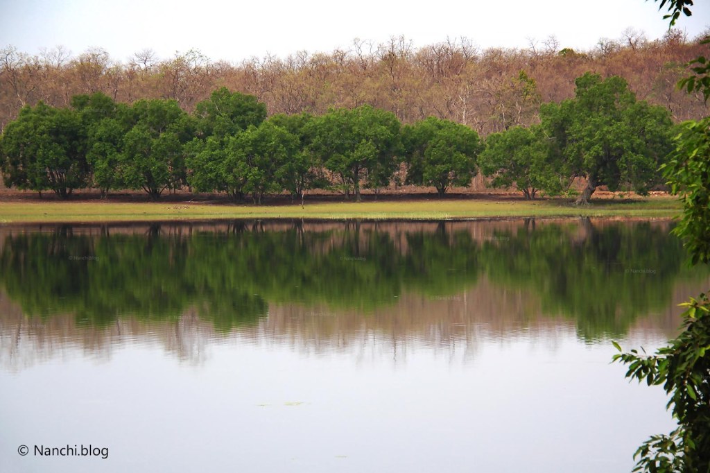 Water Source, Tadoba Andhari Tiger Reserve, Chandrapur, Maharashtra