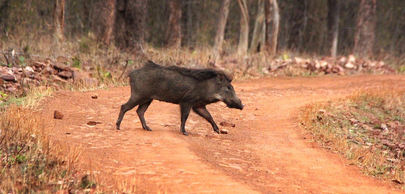 Wild Boar crossing the path, Tadoba Andhari Tiger Reserve, Chandrapur, Maharashtra