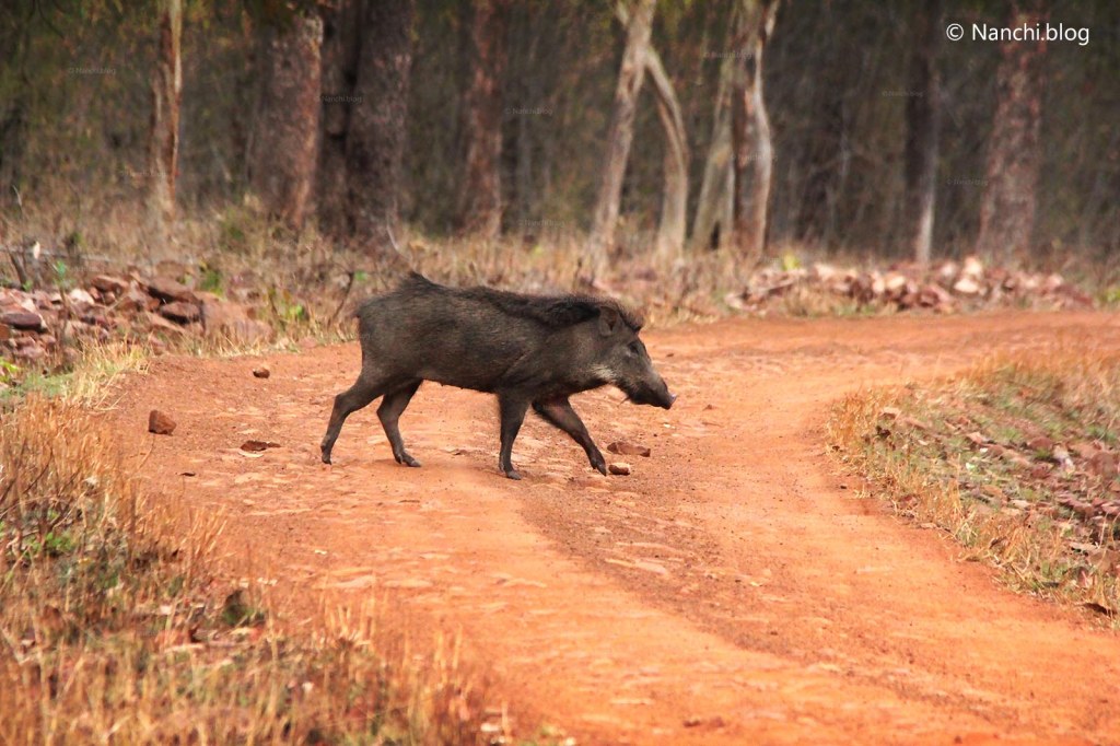 Wild Boar crossing the path, Tadoba Andhari Tiger Reserve, Chandrapur, Maharashtra
