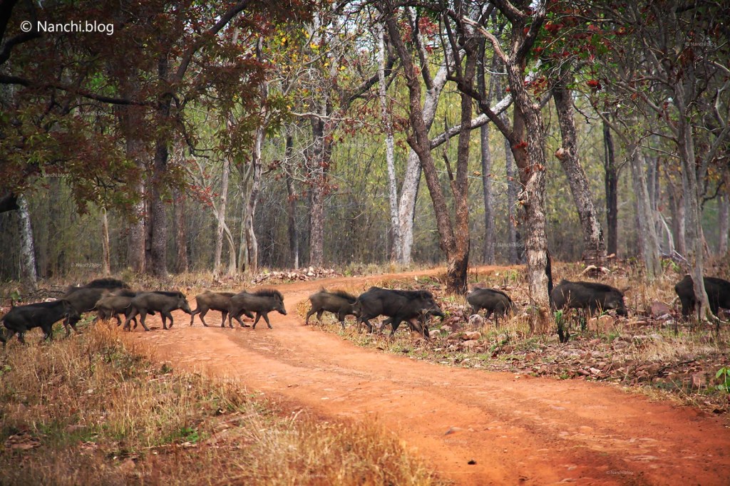 Wild Boars crossing, Tadoba Andhari Tiger Reserve, Chandrapur, Maharashtra