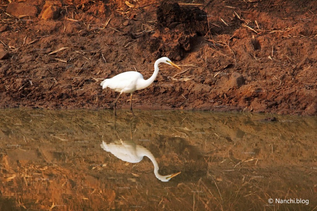 Egret, Tadoba Andhari Tiger Reserve, Chandrapur, Maharashtra