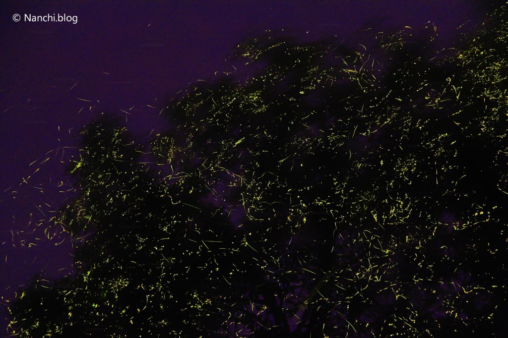 Fireflies on the tree, Bhorgiri, Pune, Maharashtra