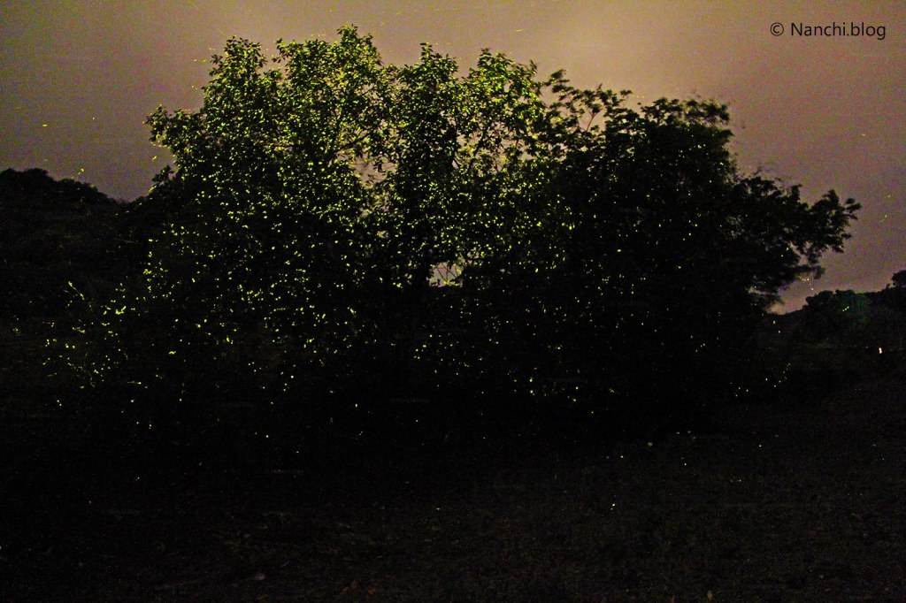 Fireflies on tree, Bhorgiri, Pune, Maharashtra