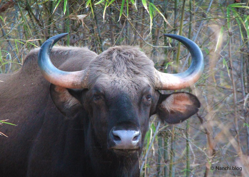 Indian Bison Face, Tadoba Andhari Tiger Reserve, Chandrapur, Maharashtra