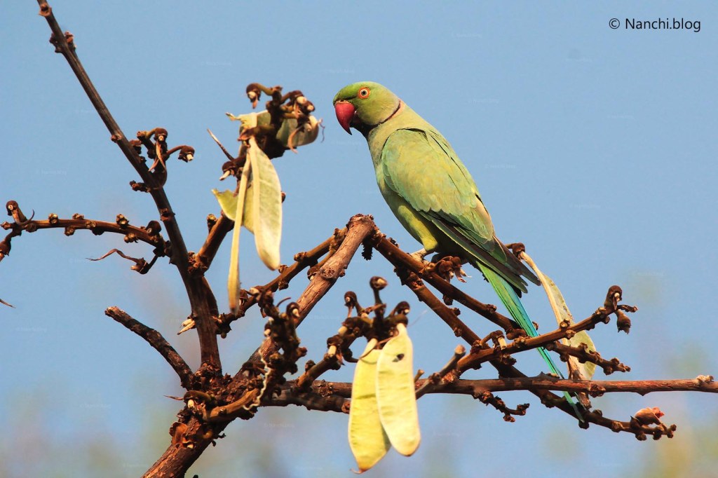 Indian Parakeet, Tadoba Andhari Tiger Reserve, Chandrapur, Maharashtra