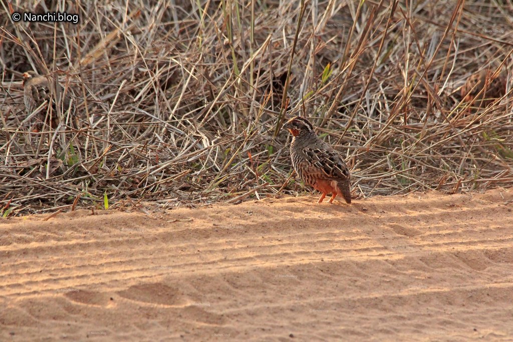 Jungle Bush Quail, Tadoba Andhari Tiger Reserve, Chandrapur, Maharashtra