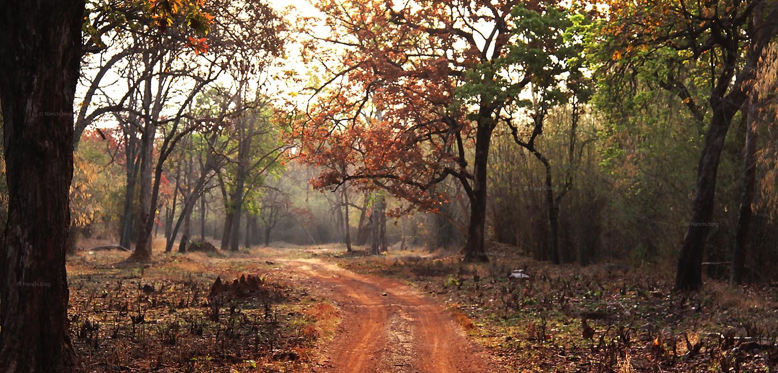 Jungle Path, Tadoba Andhari Tiger Reserve, Chandrapur, Maharashtra