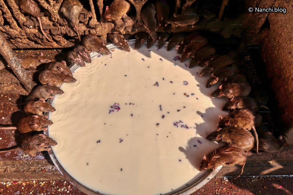 Rats drinking milk, Karni Mata Temple, Bikaner • Nanchi’s Fun Facts Friday