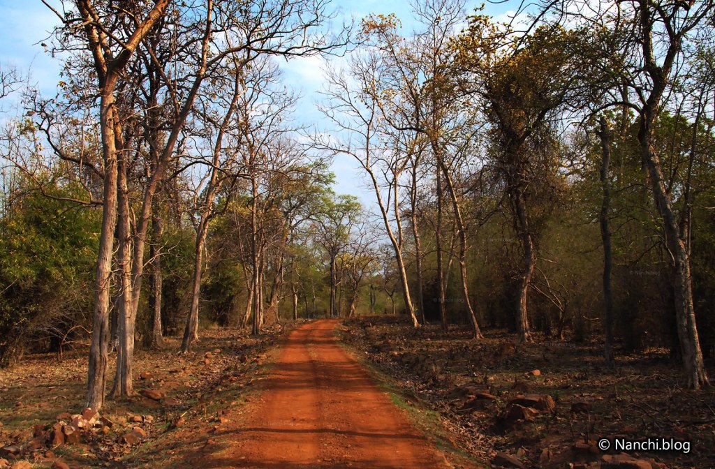Safari Track, Tadoba Andhari Tiger Reserve, Chandrapur, Maharashtra