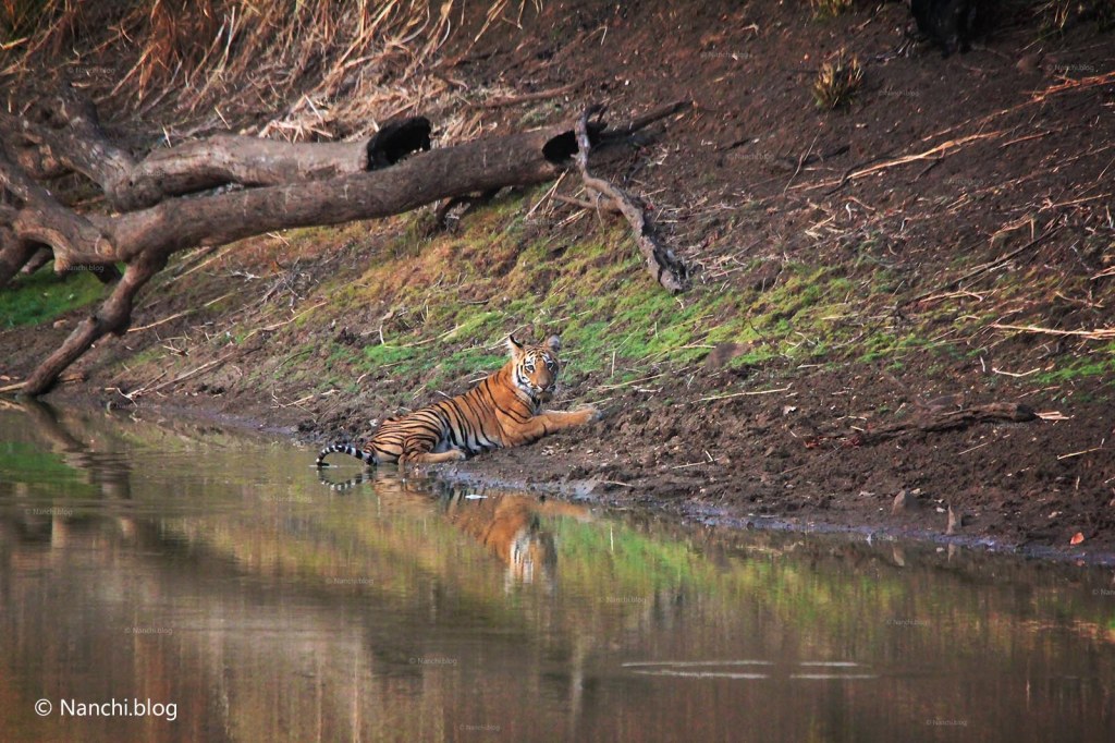 Sitting Tiger, Tadoba Andhari Tiger Reserve, Chandrapur, Maharashtra