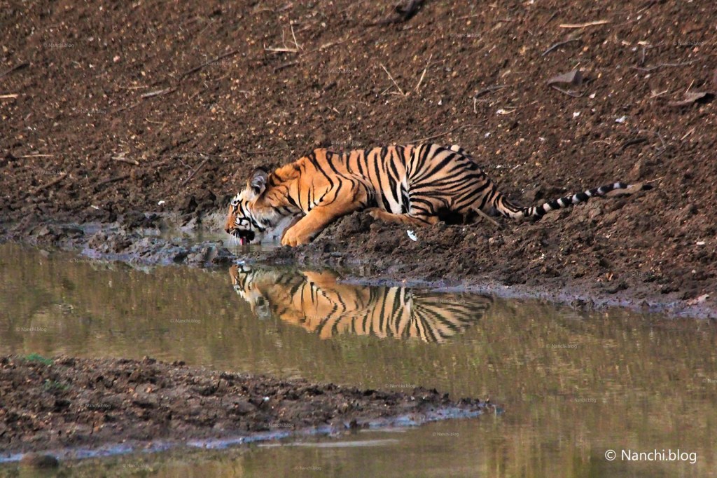 Tiger drinking water close-up, Tadoba Andhari Tiger Reserve, Chandrapur, Maharashtra