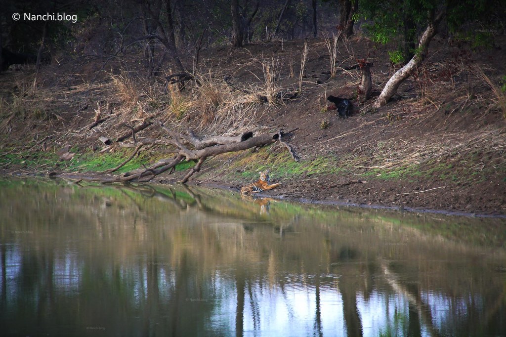 Tiger sitting near water, Tadoba Andhari Tiger Reserve, Chandrapur, Maharashtra