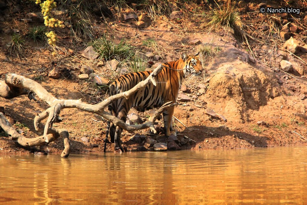 Tiger, Tadoba Andhari Tiger Reserve, Chandrapur, Maharashtra