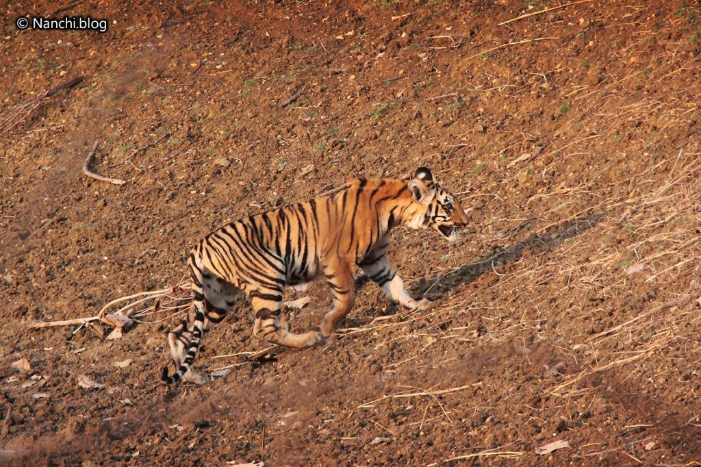 Tiger, Tadoba Andhari Tiger Reserve, Chandrapur, Maharashtra