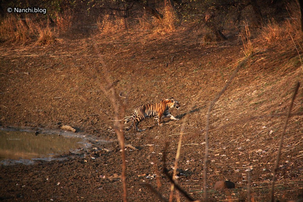 Tiger walking by, Tadoba Andhari Tiger Reserve, Chandrapur, Maharashtra