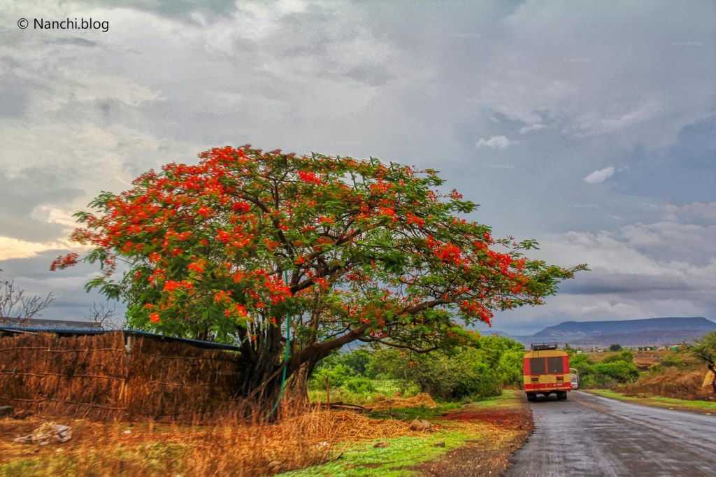 Tree, Bhorgiri, Pune, Maharashtra