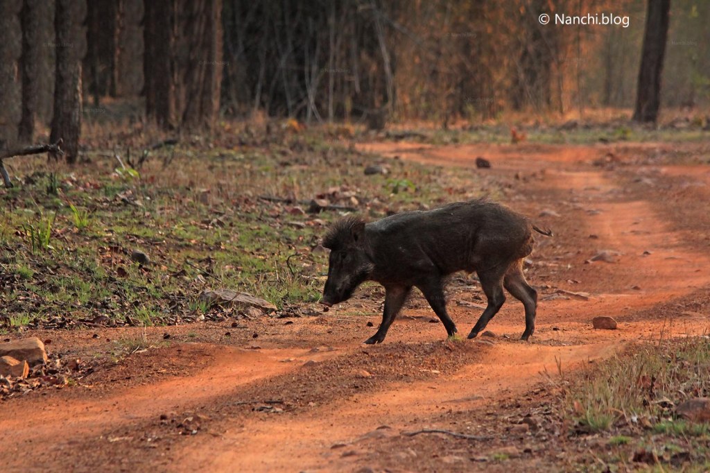 Wild Boar, Tadoba Andhari Tiger Reserve, Chandrapur, Maharashtra
