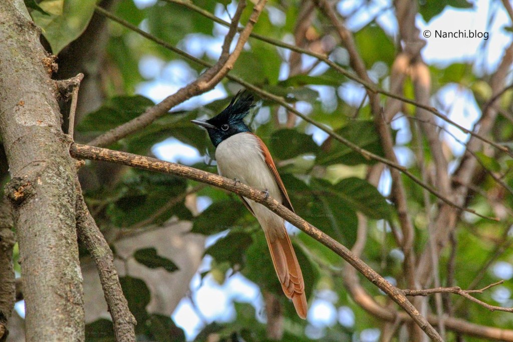 Asian Paradise Flycatcher Bird, Sinhagad Valley, Pune